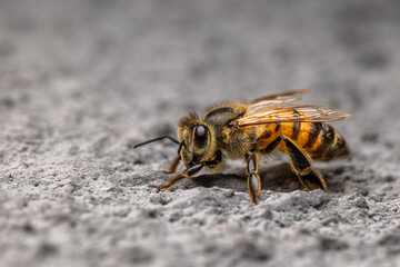Extreme Macro Close-up of a Honeybee, Detailed Fur, Transparent Wings, Striking Yellow, Black Stripes on a Textured Surface