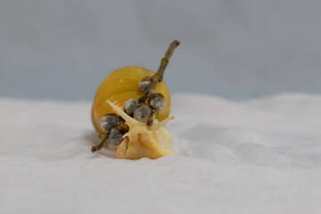 Achatina snail.Large African Achatina snail with willow seals.Spring pet portrait.