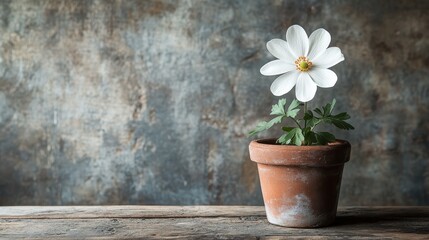 A pristine white flower, its petals unfurling like delicate lace, bloomed in a terracotta pot against a backdrop of weathered gray wood, a testament to the beauty of simple elegance in a minimalist