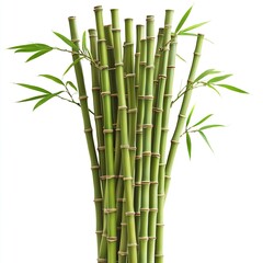 Fototapeta premium Lush green bamboo stalks and leaves isolated on white.