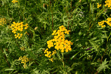 Close-up of Vibrant Tansy Flowers in a Summer Garden