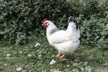 Healthy free range white chicken walking on grass