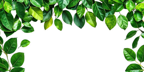 Fototapeta premium green leaves border