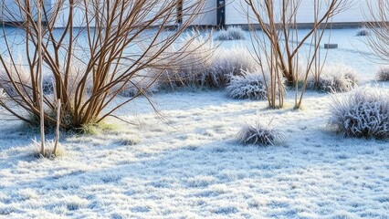 A frosty lawn in winter with bare branches and snow-covered grass, winter landscape, frozen ground, wintry scene