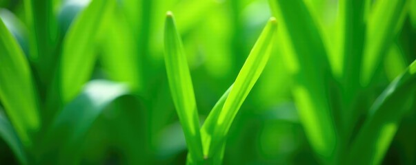 Fototapeta premium Detail of lemongrass leaves and stems in garden, leafy, green