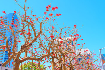 Vibrant Red Flowers Against a Bright Blue Sky in San Diego Skyline