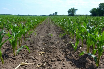 Rows of young corn plants growing in a no till farm field, promoting soil health and sustainable agriculture