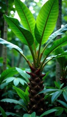 Fototapeta premium Tropical tree with large and colorful green leaves in a jungle environment, tree species, tropical, nature