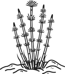 Fototapeta premium Horsetail plant illustration botanical black and white engraving, natural history art for education