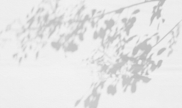 Abstract leaf shadow and light blurred background. Natural leaves tree branch shadows and sunlight dappled on white concrete wall texture for background wallpaper and design, shadow overlay effect