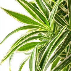 Fototapeta premium Close-up of vibrant green and white spider plant leaves.