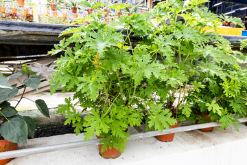 Closeup of citronella potted plant in nursery. Citronella contain scent and properties to repel insects and mosquito.
