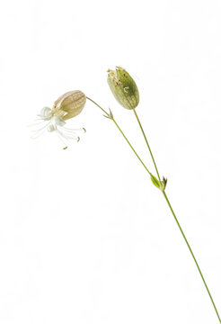 isolated fruit of plant of silene vulgaris on white