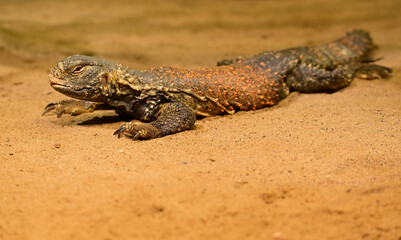 Iraqi spiny-tailed lizard