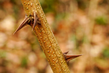A close-up of a thorn bush reveals its intricate design, with sharp spikes standing out.
