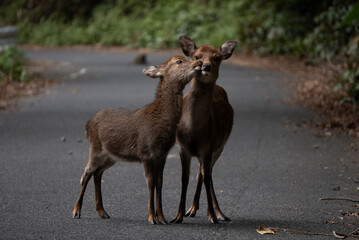 Tender and Heartfelt Moments Between Young Deer on a Serene, Peaceful Nature Path