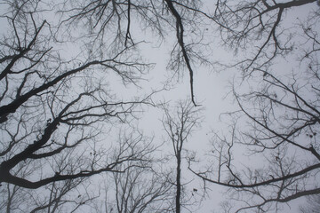 Winter Canopy: A View from Below