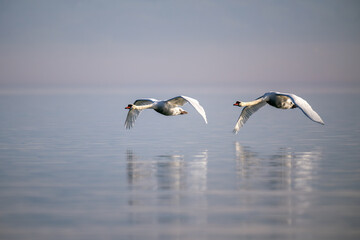 Zwei Schwäne im Flug knapp über der Wasseroberfläche, mit Spiegelung im ruhigen Wasser und sanftem, nebligem Hintergrund. © Fr_Di