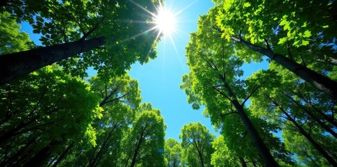 Obraz premium Dense forest canopy under a brilliant blue sky, landscape, blue, atmosphere