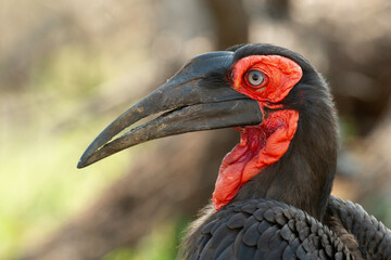 Bucorve du Sud, Grand calao terrestre, Bucorvus leadbeateri, Southern Ground Hornbill