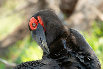 Bucorve du Sud, Grand calao terrestre, Bucorvus leadbeateri, Southern Ground Hornbill