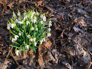 Snowdrop white spring flowers.. Galanthus Nivalis  milkflowers wildflowers perennial flower. John Bryan State Park Ohio USA. Close-up image.