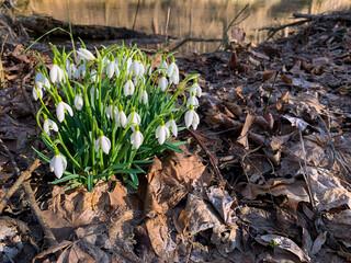 Galanthus Nivalis snowdrop white spring flowers. Milkflowers wildflowers perennial flower. John Bryan State Park Ohio
