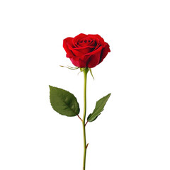 Naklejka premium Elegant Red Rose isolated on white or transparent background, png clipart, design element