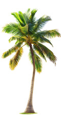 A single palm tree with lush green fronds, a brown trunk, and a small patch of green grass at its base.