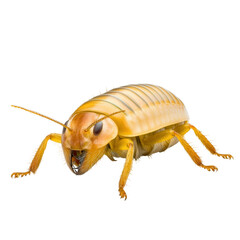 A close-up shot of a cockroach showcasing its intricate body structure and details against a neutral background isolated on a white background.