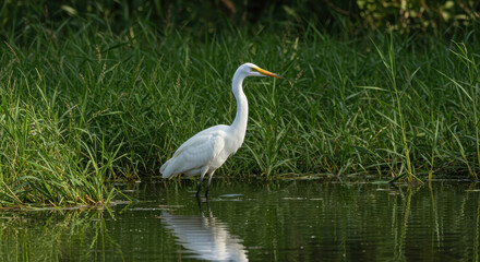 Great Egret in Wetland: Graceful Bird, Water Reflection & Nature Beauty. Scenic Wildlife Image!