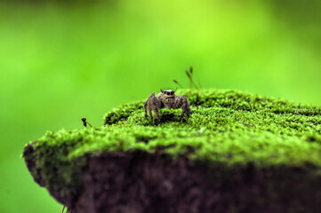 spider on a green moss