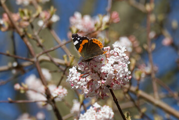 Red admiral butterfly (Vanessa Atalanta) perched on a white flower in Zurich, Switzerland