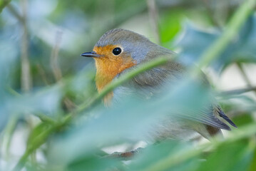 European robin (Erithacus rubecula) sitting on a tree branch in Zurich, Switzerland