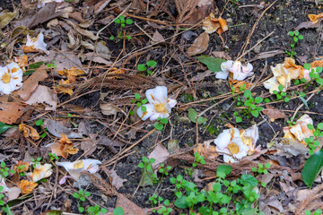 地面に落ちた椿の花