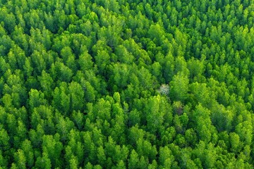 Aerial top view of a dense forest with lush green trees