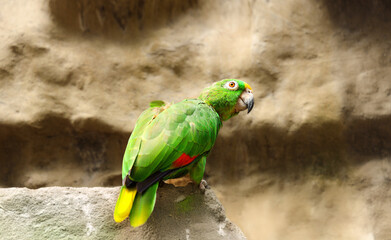 Beautiful parrot  sitting on the stone. Animal world. Bird lover. Birdwatching. Birding. The...