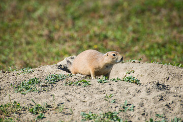 Prairie dog on mound