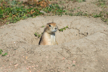 Prairie dog in burrow
