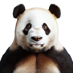 Obraz premium A cute panda bear resting peacefully among green bamboo foliage in its natural habitat isolated on a white background.