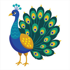 Single Peacock Showcasing Feathers on White