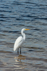 Great white egret profile