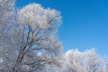 Serene winter landscape of snow-covered trees against a bright blue sky