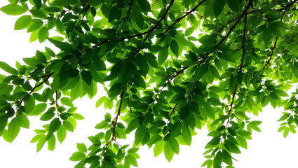 Fototapeta premium Sunlit Green Leaves and Tree Trunk in a Lush Forest Captured on a Bright Summer Day, Nature Background, High-Resolution PNG Image