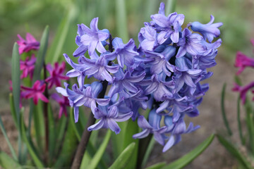 Beautiful hyacinths in full bloom, showcasing vivid purple petals. Spring floral scene with natural colors and soft-focus background.