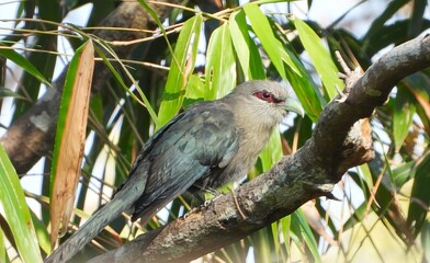 Asian Emerald Cuckoo Bird Perched on Branch in Lush Green Bamboo Forest