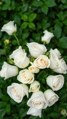 A bouquet of white roses rests on a bed of emerald green, nature, floral
