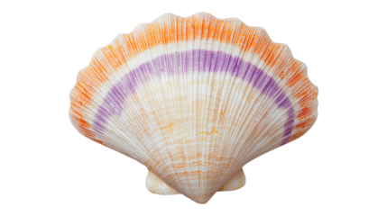 Coastal Charm in a Gradient Scallop Shell