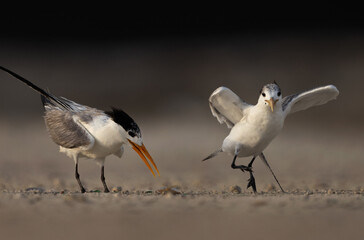 Lesser Crested Terns trying to take the fish lying on the ground at tubli bay Bahrain