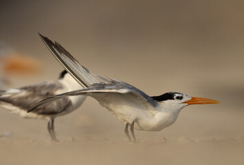 Lesser Crested Tern stretching its wings perched on ground at tubli, Bahrain